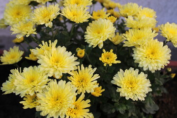 Chrysanthemum morifolium (also known as florist's daisy and hardy garden mum,or in China) is a...