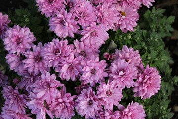 Chrysanthemum morifolium (also known as florist's daisy and hardy garden mum,or in China) is a hybrid species of perennial plant from family Asteraceae.