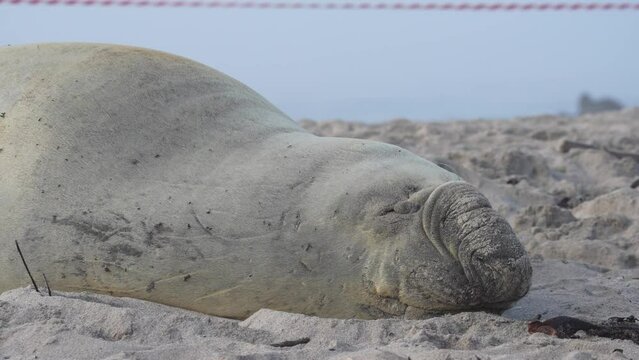 Rare sighting of a vagrant southern elephant seal (Mirounga leonina) on the Onrus beach near Hermanus, Whale Coast, Overberg, Western Cape, South Africa.