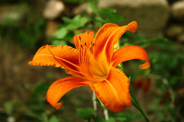 Hemerocallis fulva, the orange day lily,tawny daylily, corn lily, tiger daylily, fulvous daylily or ditch lily is a species of daylily native to Asia.