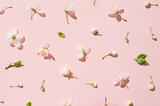 Fruit in bloom, isolated flowers on a pastel pink background, spring floral wallpaper.