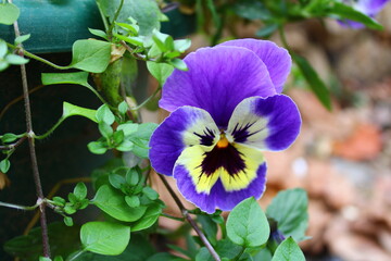 A bunch of pansies are in a garden.