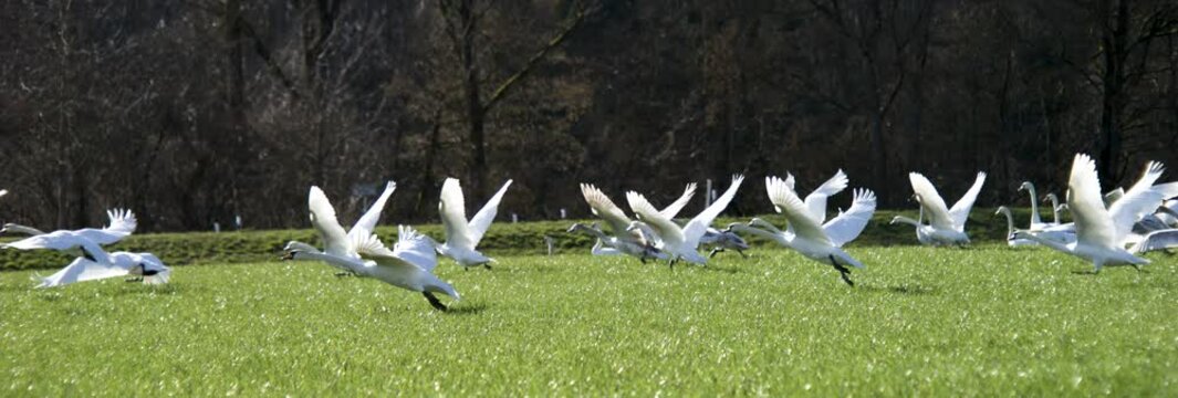 Schw&auml;ne starten zum Flug in Ultra Zeitlupe