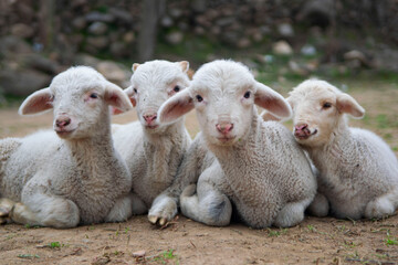 Obraz premium Group of baby sheep,in front of camera JPEG 