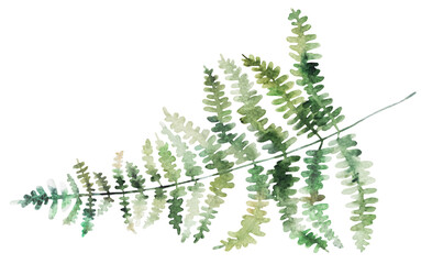 Watercolor fern twig with green leaves isolated illustration, botanical wedding element - obrazy, fototapety, plakaty