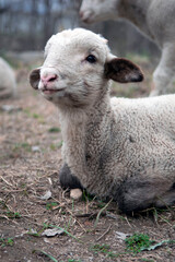 Naklejka premium Small sheep in front of camera.JPEG, baby sheep 