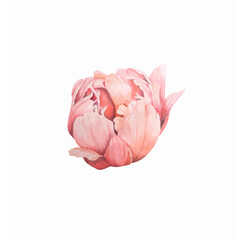 Pink flower isolated, vector flower, isolated flower, peony, spring flowers peonies, spring design
