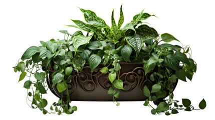 Elegant Metal Planter with Cascading Ivy on transparent background