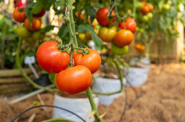 Beautiful red ripe tomatoes grown in a greenhouse. Tomatoes growing on the farm outdoors....