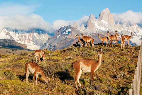 Wild Patagonia of Argentina: wild Guanacos standing in patagonia in front of fitz roy