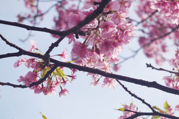 河津桜と空
