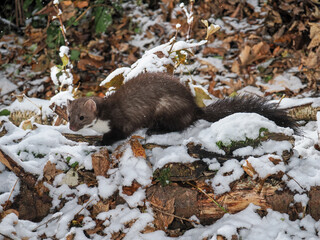 Stone marten, or Beech marten (Martes foina), in the snow in the wood
