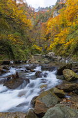 Obraz premium 日本 青森県中津軽郡にある世界遺産、白神山地の暗門渓谷ルート沿いの暗門川と紅葉