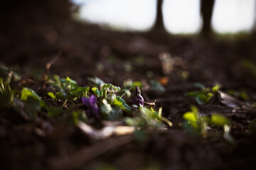 frühblüher und licht