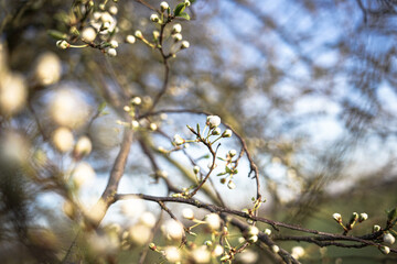 frühblüher und licht