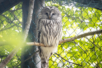 Beautiful poor owl trapped in a cage. Animal abuse in a Zoo.
