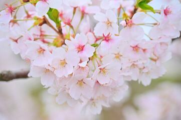 Japanese cherry Blossom (Sakura tree) spring season or hanabi season in japan, outdoor pastel color background - 748764316