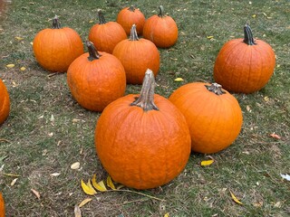 A group of orange Halloween pumpkins on grass