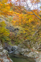 日本　青森県中津軽郡にある世界遺産、白神山地の暗門渓谷ルート沿いの暗門川と紅葉