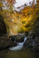 Obraz premium 日本 青森県中津軽郡にある世界遺産、白神山地の暗門渓谷ルート沿いの暗門川と紅葉