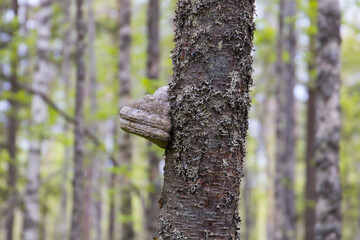 Lichened tree in a finnish forest with a fungal