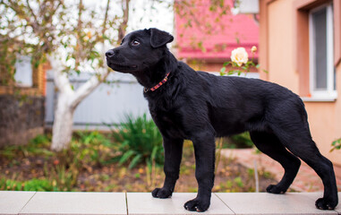 A black labrador stands sideways against a background of blurred buildings. The puppy is four months old. The dog looks ahead carefully. Training. The photo is blurred