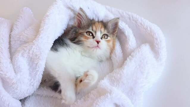 A homely cute fluffy kitten is lying on its back wrapped in a white blanket looking at the camera