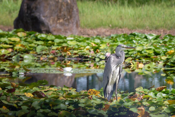じっと佇み餌を探す池のアオサギ