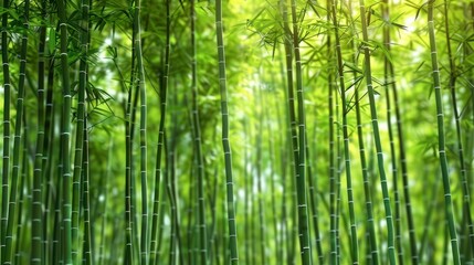 The Serene Beauty of a Bamboo Forest as a Natural Green Background
