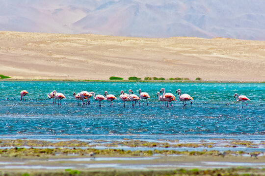 Parihuanas in the sea of Paracas, Peru