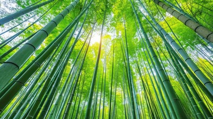 The Serene Beauty of a Bamboo Forest as a Natural Green Background