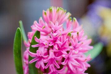 landscape with pink hyacinth in blurred background