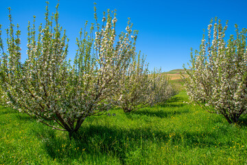 Blooming Orchard in Takab, West Azerbaijan, Iran