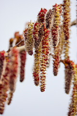 Naklejka premium close-up image of poplar buds, spring season.