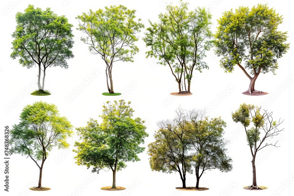 Poster A high definition collection of isolated trees on a white background