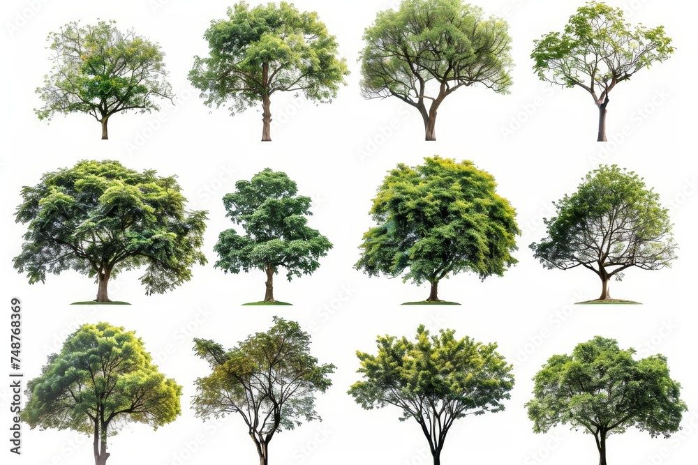 Wall mural White background with isolated trees