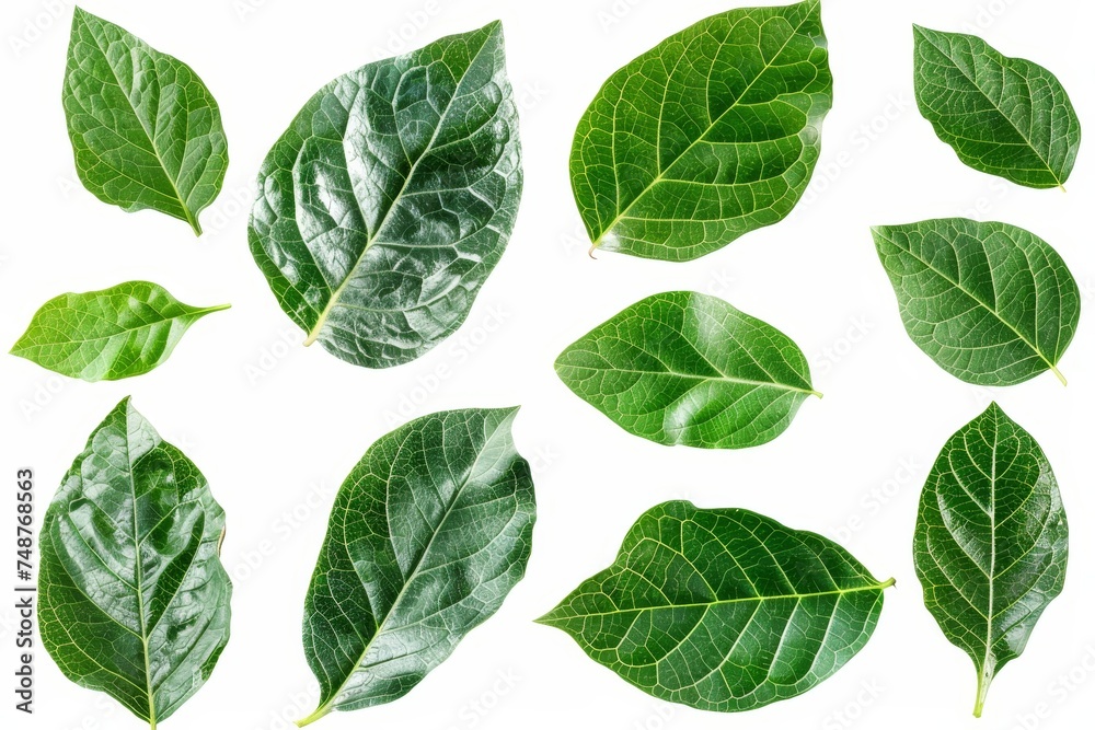 Poster An isolated green leaf on a white background