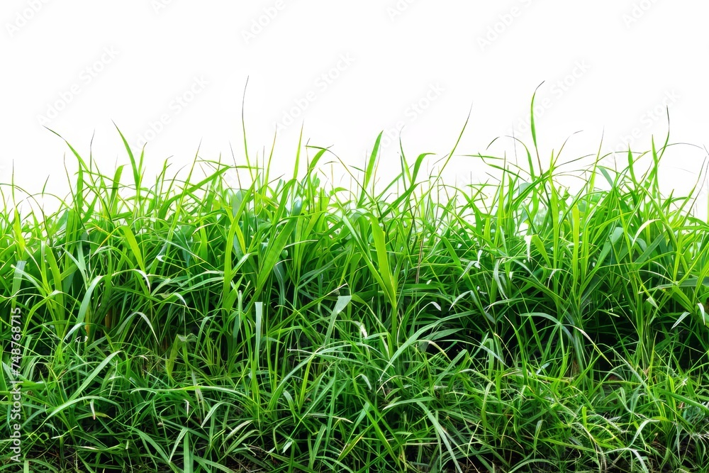 Poster isolated from white background with clipping path, a panoramic view of overgrown green grass.