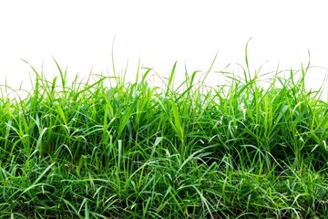 Isolated from white background with clipping path, a panoramic view of overgrown green grass.