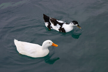 Graceful White and Black Ducks Swimming on Dark Water