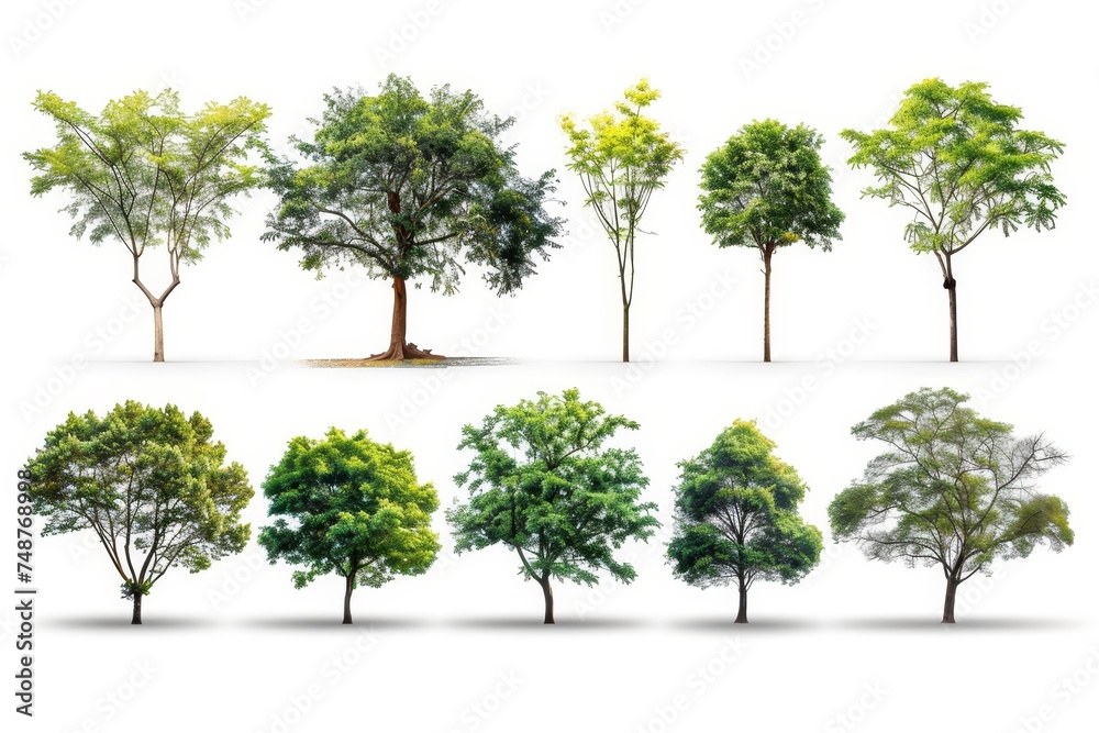 Poster collection of beautiful trees isolated on white background, suitable for architectural design, decor