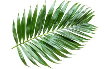 An image of a green palm tree leaf on a white background