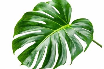 An isolated white background shows the leaf of Monstera deliciosa, also known as Swiss cheese plant. - obrazy, fototapety, plakaty