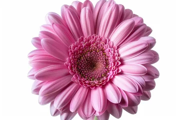 Foto auf Acrylglas Violet-pink gerbera flower on white isolated background with clipping path. Closeup. For design. © Zaleman