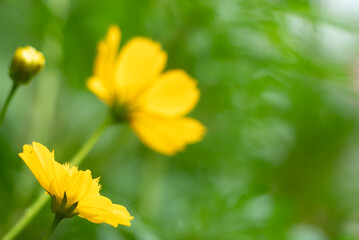 公園に咲く黄色いキバナコスモス　滋賀県大津市