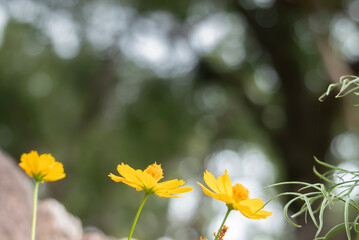 公園に咲く黄色いキバナコスモス　滋賀県大津市