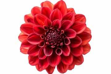 Flower of a red Dahlia isolated on white - Powered by Adobe