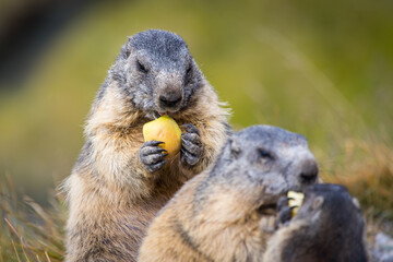 Cute groundhogs snacking fresh and healthy  apples