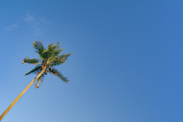 Fototapeta premium coconut tree on the beach with blue sky and space for text