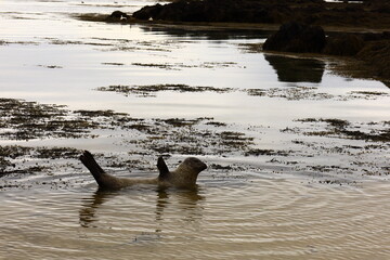 View of a seal on Ytri Tunga beach in western Iceland, Snaefellsnes peninsula